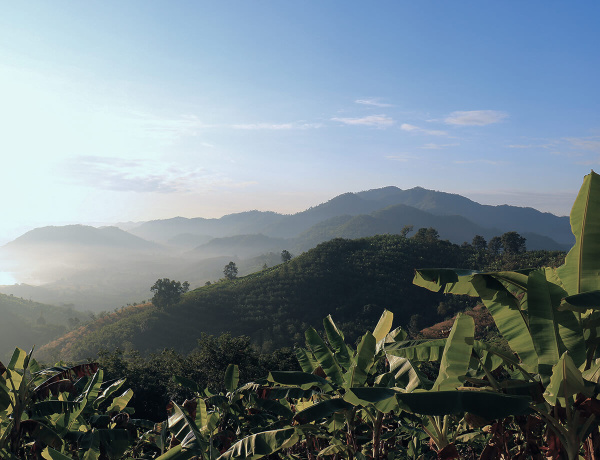 Откуда берётся кофе?